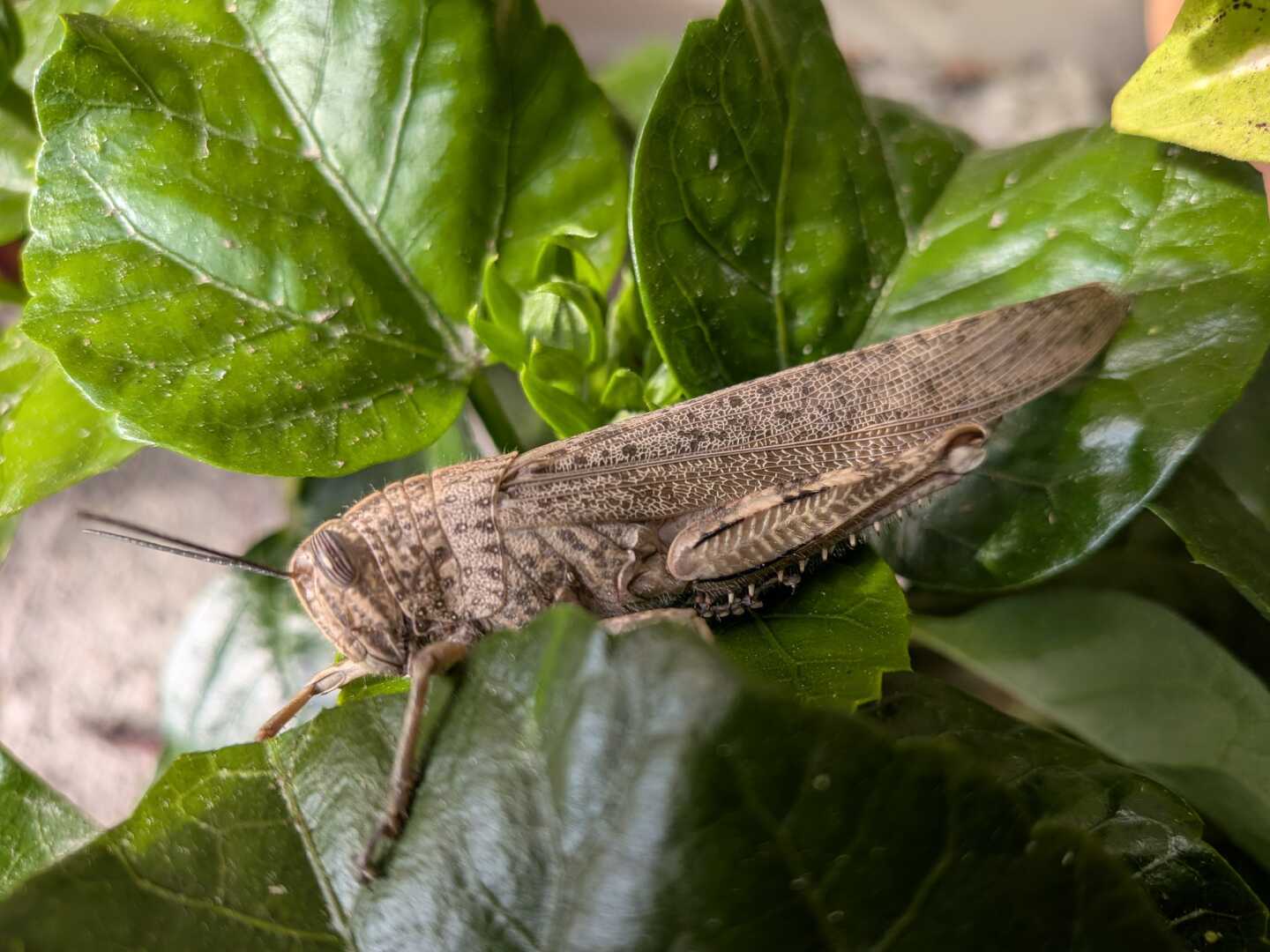 Locusta1