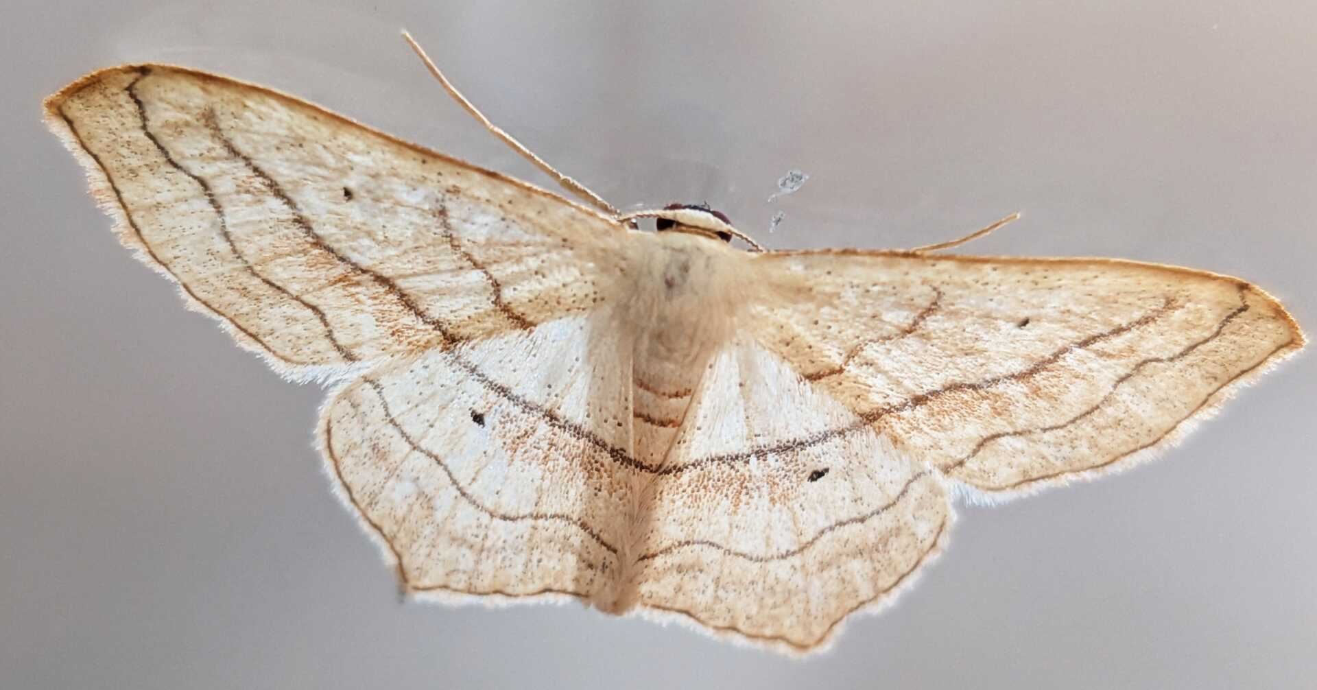 Falena2
