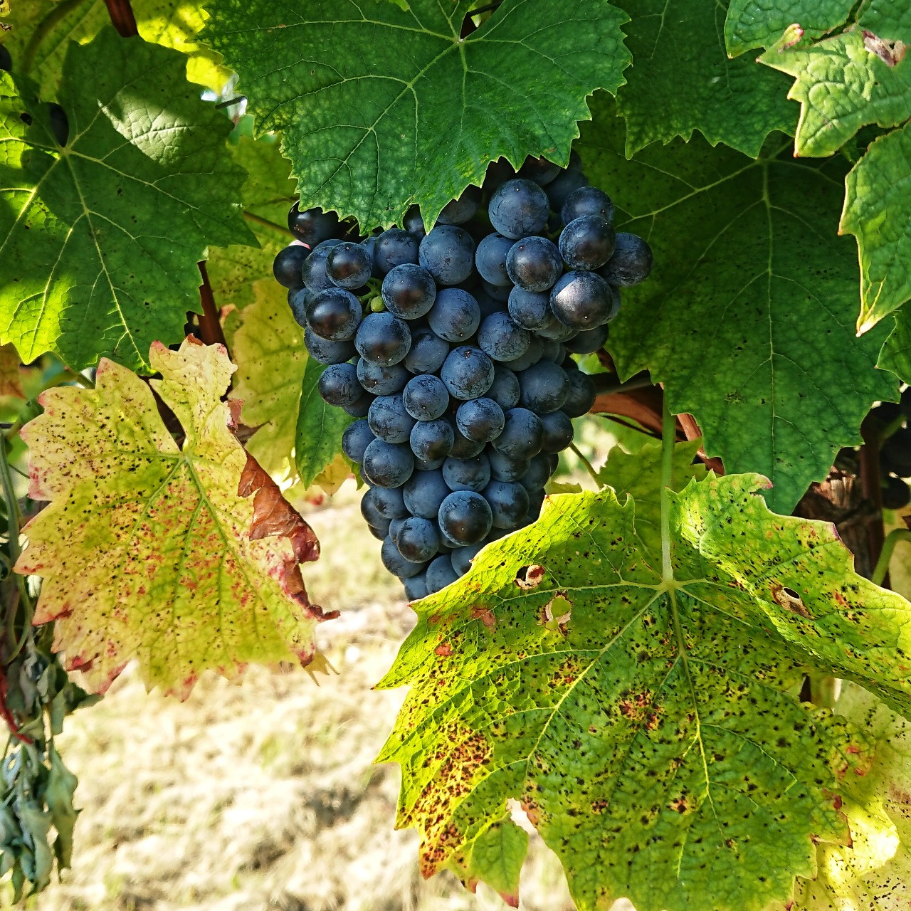 grappolo d'uva