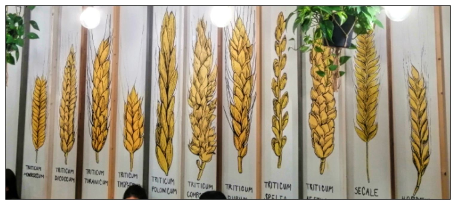 Un muro decorato con illustrazioni di vari tipi di grano e segala. Ogni stelo è etichettato con il suo nome botanico e c'è una pianta in scatola appesa al muro.