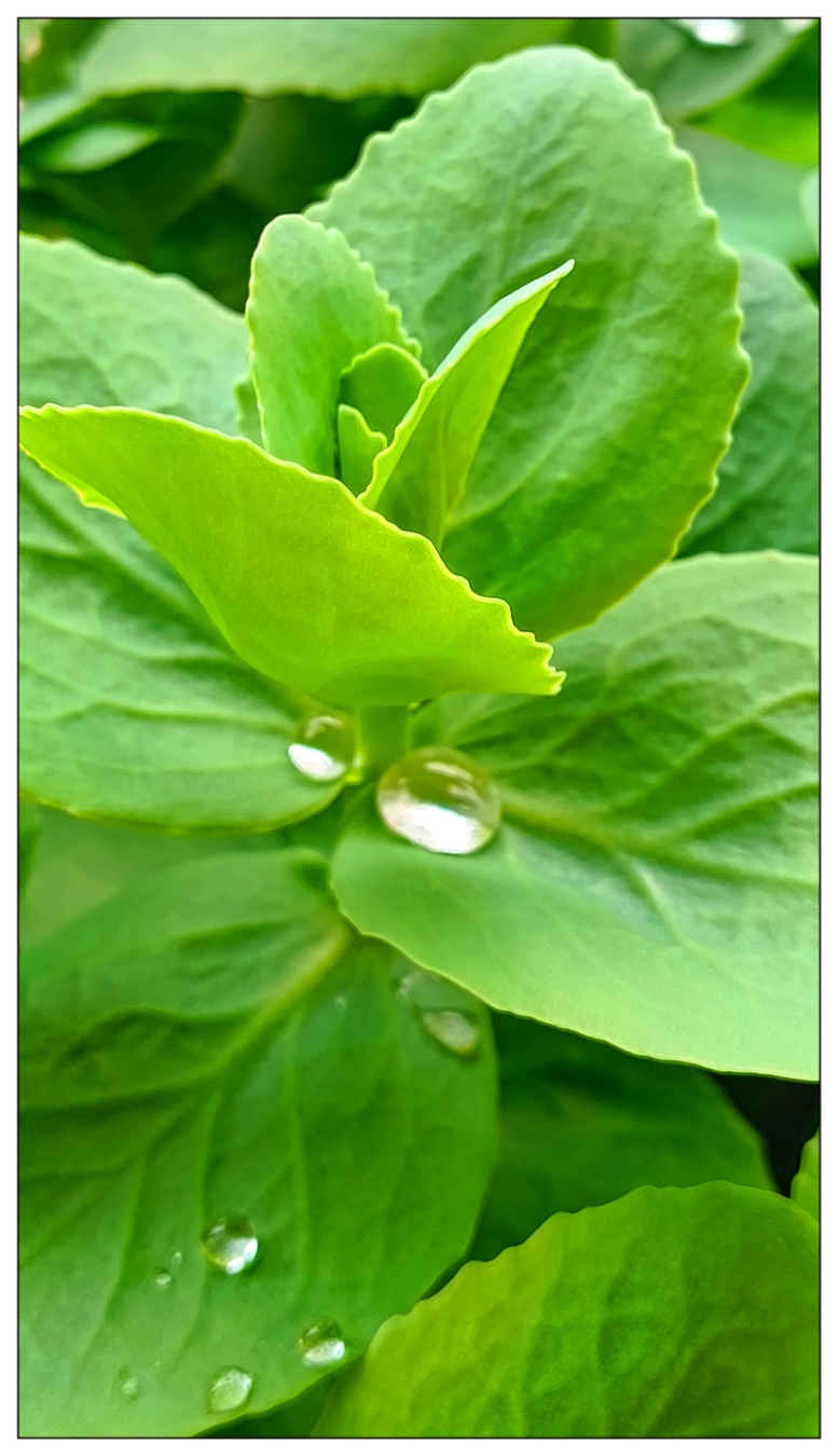 Un primo piano di una pianta verde con diverse foglie. L'impianto è coperto da goccioline d'acqua. Le foglie sono stratificate, con quelle più piccole in alto e quelle più grandi in fondo.