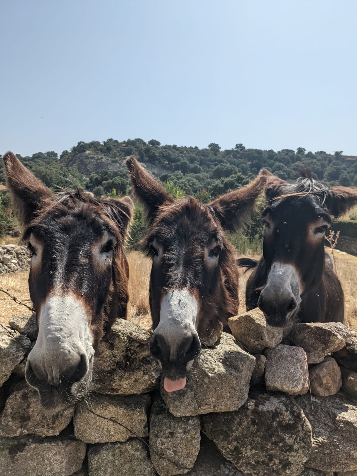 Three donkeys peeking over a stone wall