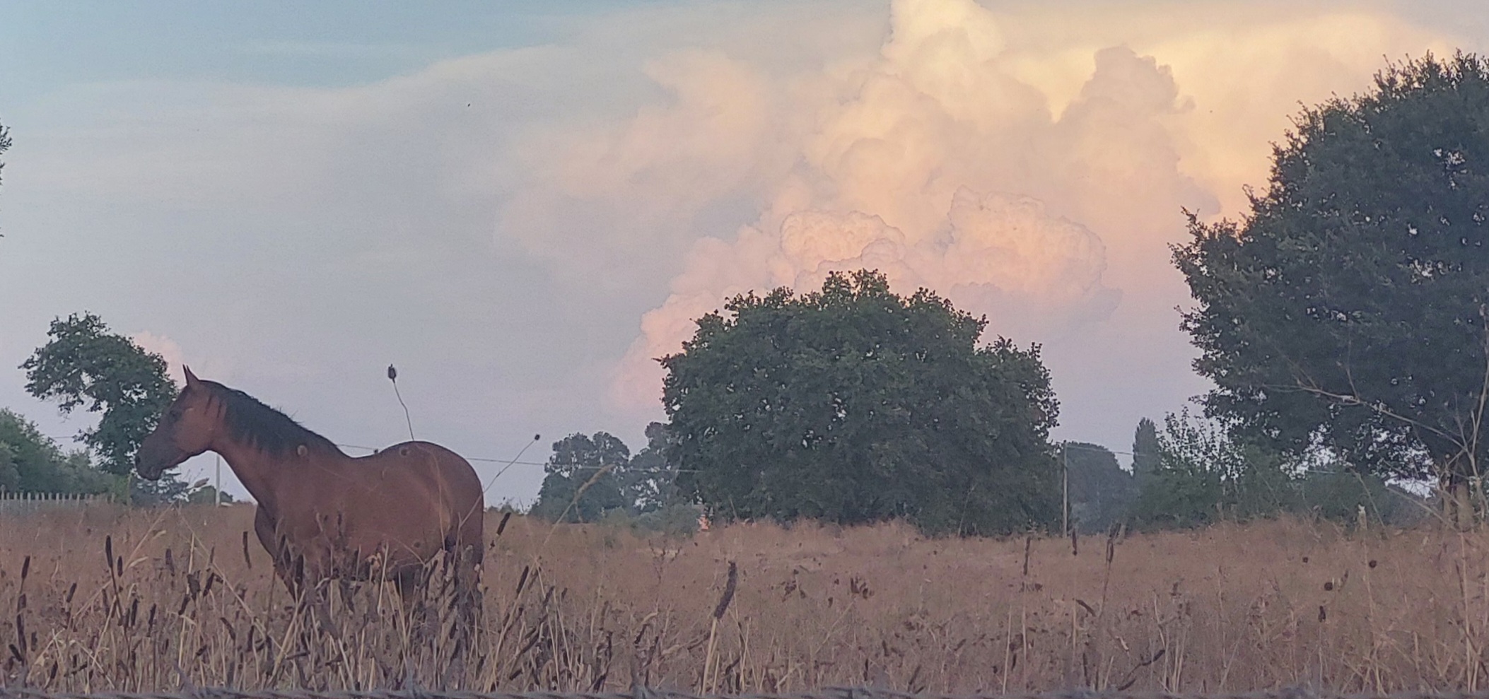 Cavallo al tramonto, su un tratto di erba secca, sullo sfondo albefi e nuvole dorate dal tramonto