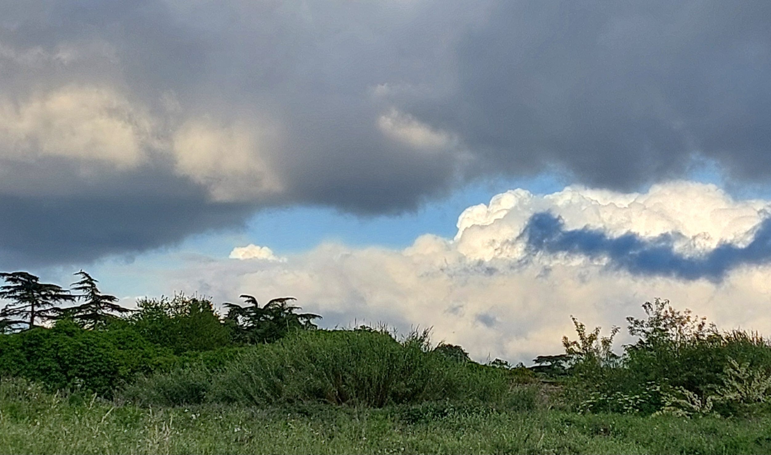 Cielo nuvoloso in alto, un piccolo spicchio di cielo azzurto, in basso alberi e rovi.

Cloudy sky above, a small slice of blue sky, trees and brambles below.