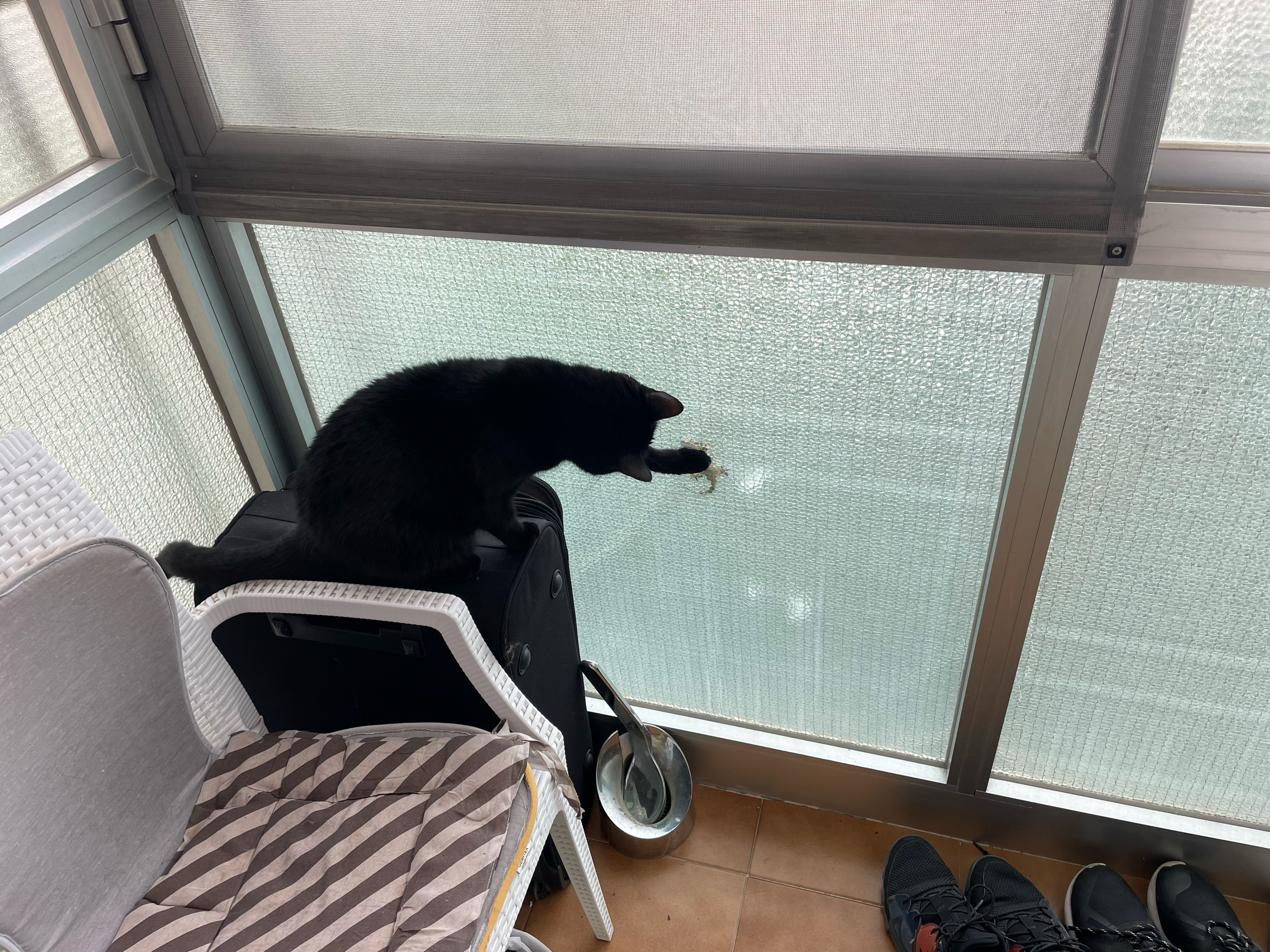 Un gatto che caccia un geco