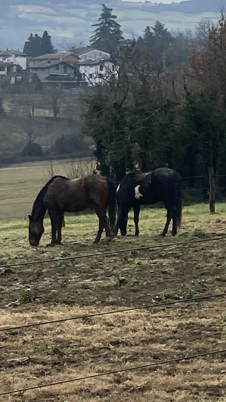 Two Horses in countryside