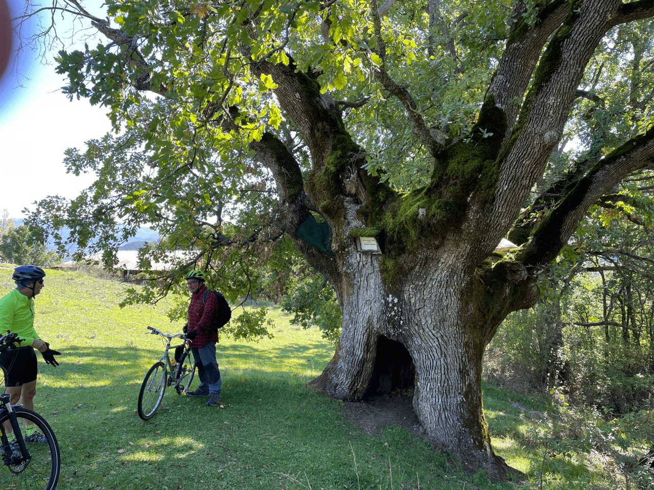 Querce secolari catalogate come alberi monumentali in Abruzzo a Basanello, una frazione di Barete, un paese a pochi chilometri dall?Aquila