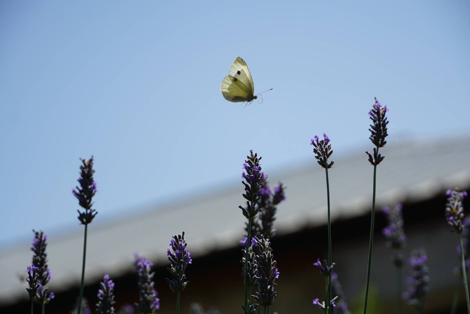 Farfalla plana sulla lavanda