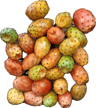 Fichi d'India
