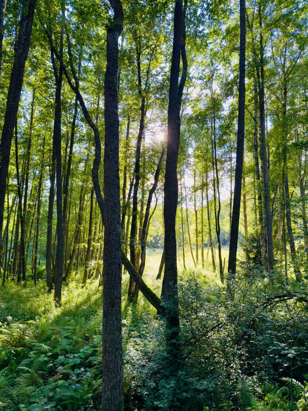 Sunlight filters through a dense forest of tall, slender trees, casting long shadows across lush ferns and undergrowth. A bright woodland clearing glows in the distance, creating a peaceful atmosphere with vibrant green foliage and dappled light throughout the scene.