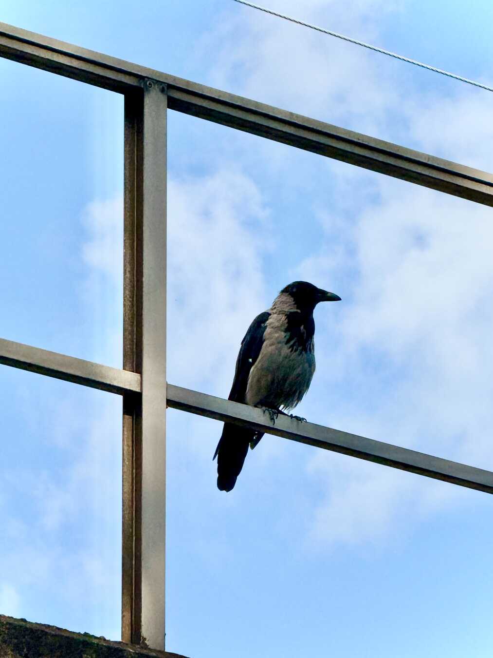 A hooded crow perches on a modern metal railing against a bright blue sky filled with soft, scattered clouds. The bird’s black head, wings, and tail contrast with its pale gray body, while the clean lines of the railing create a minimalist composition blending urban architecture with everyday wildlife.
