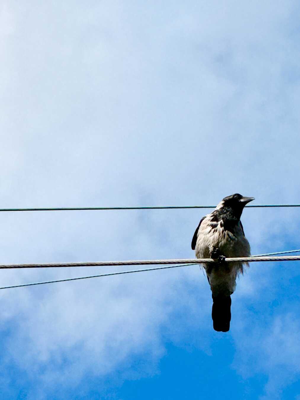 A hooded crow perches on a utility wire against a bright blue sky streaked with thin, wispy clouds. The minimalist composition isolates the black-and-gray bird, creating a calm scene with strong negative space and clean geometric lines.