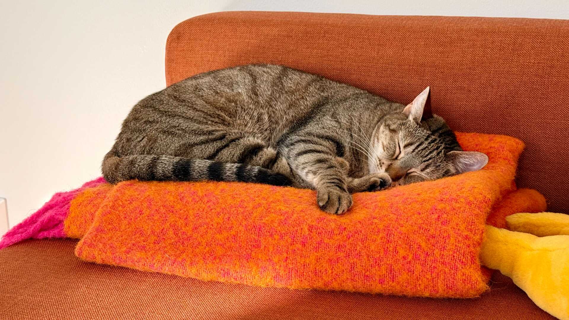A gray tabby cat sleeps peacefully, curled up on a bright orange cushion placed on a brown armchair. Warm indoor light highlights the cat’s striped fur and relaxed posture, while colorful blankets add a cozy touch to the quiet home setting.