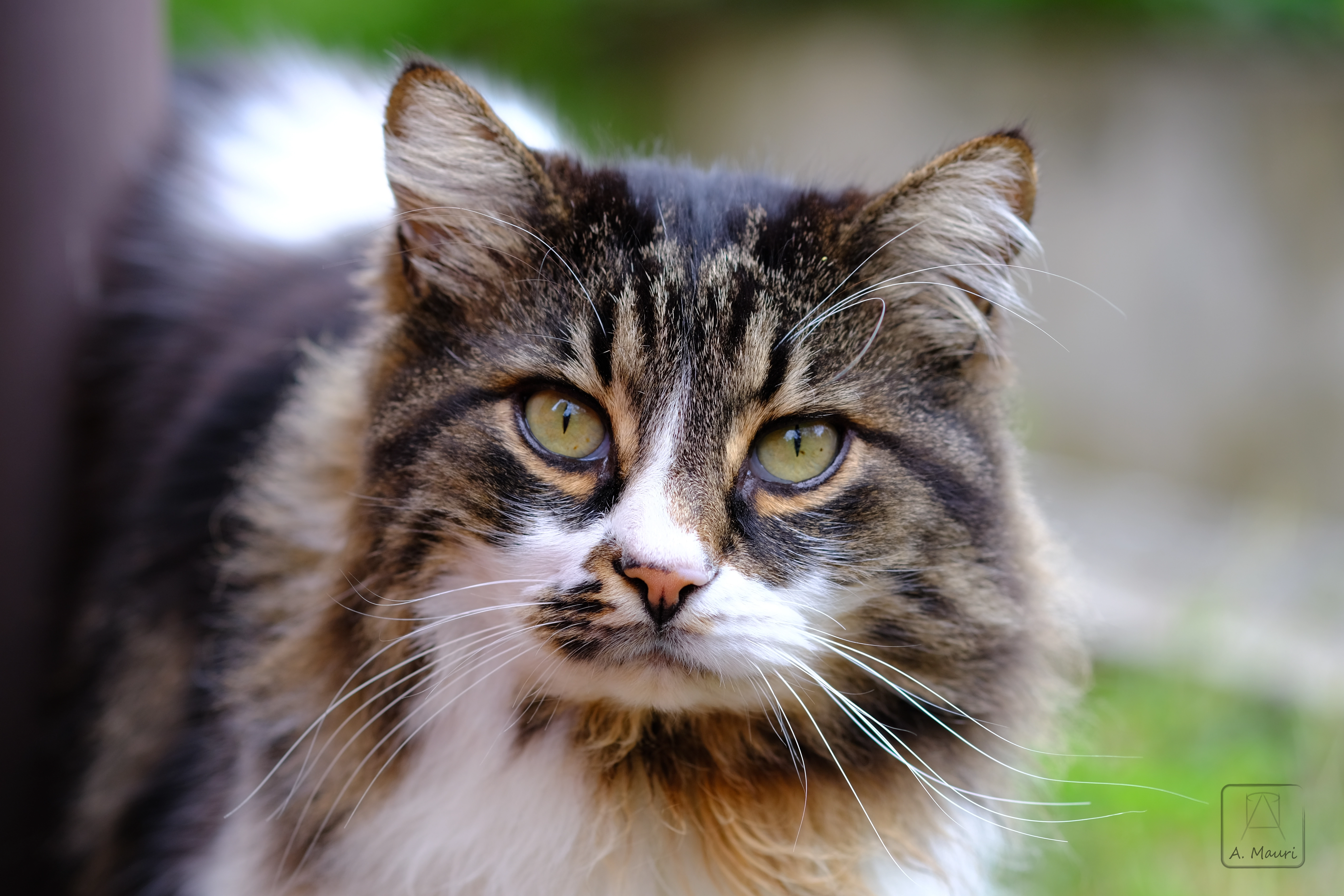 foto di un gatto in primo piano