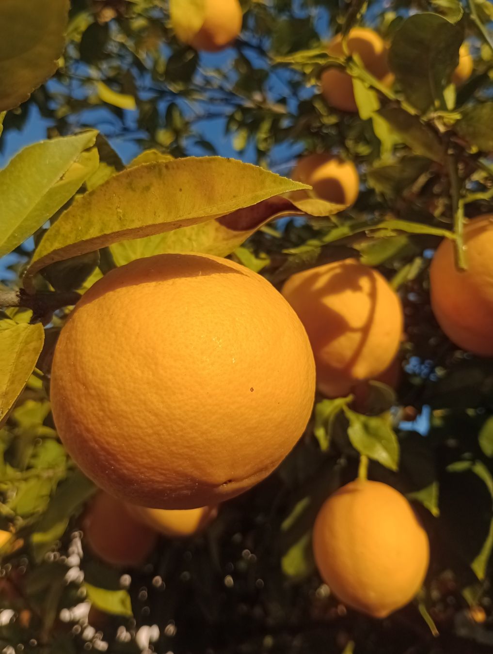 Albero di limoni con un limone in primo piano