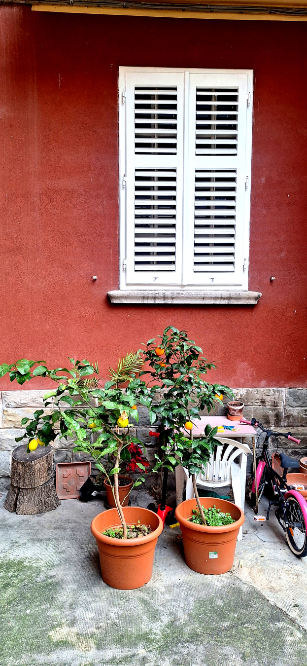 Una pianta di limoni ed una di arance in vaso con alcuni frutti appesi ai rami davanti al muro rosso ed una finestra di una corte interna con gli scuri bianchi chiusi.