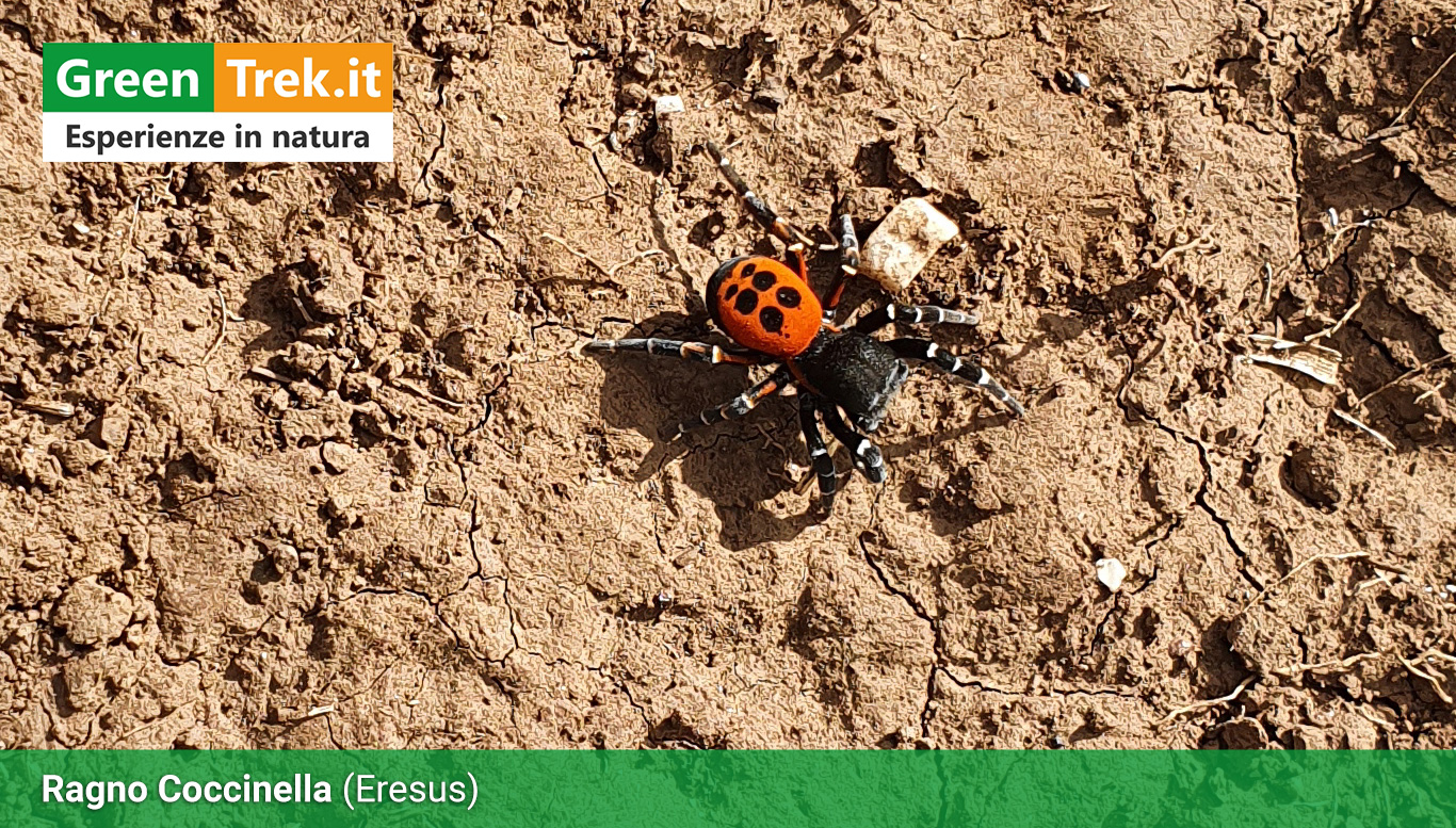 Ragno Coccinella con la sua livrea arancione a macchie nere, mentre cammina sul terreno