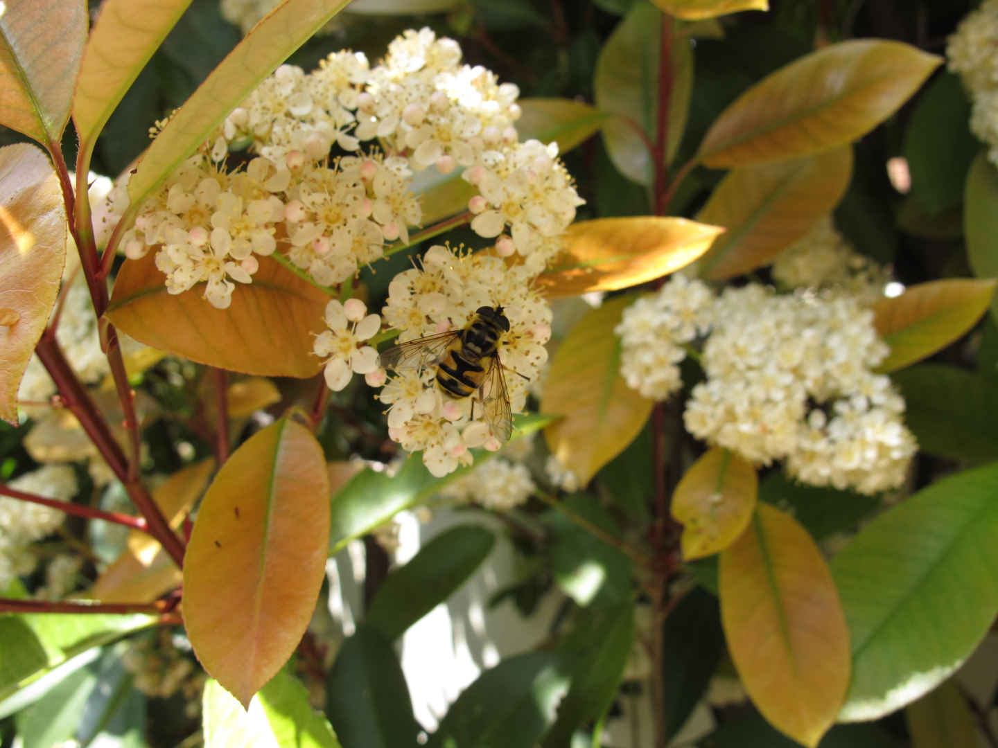 Ma quanto sono belli questi fiori???
#canong11 #g11 #flowers #bees