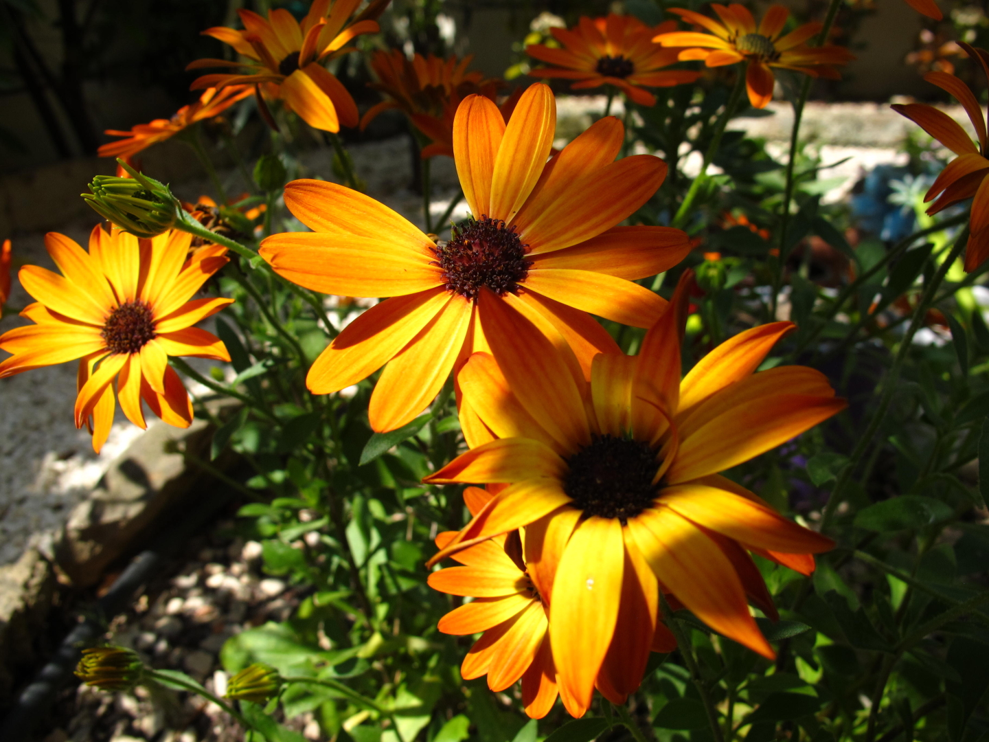 #canong11 #g11 #flowers